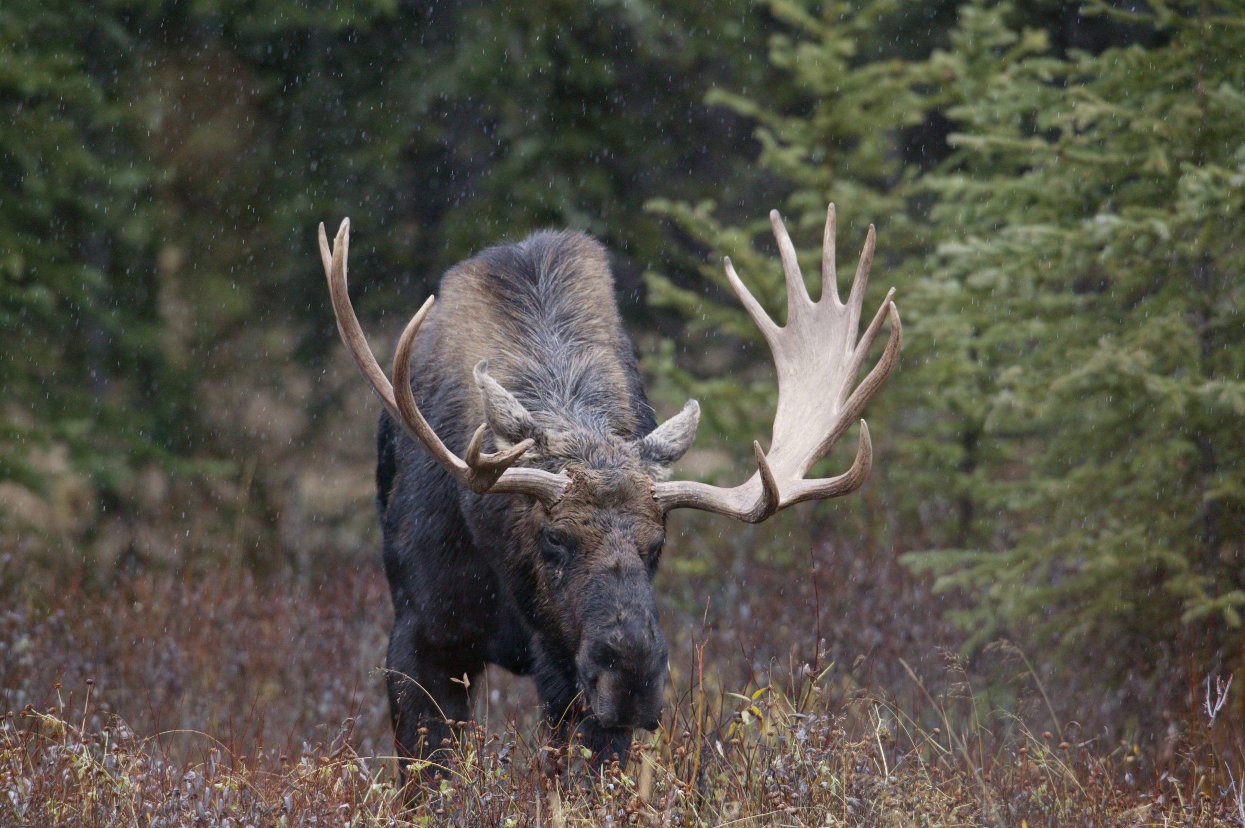 Home 21 915W6927 scaled