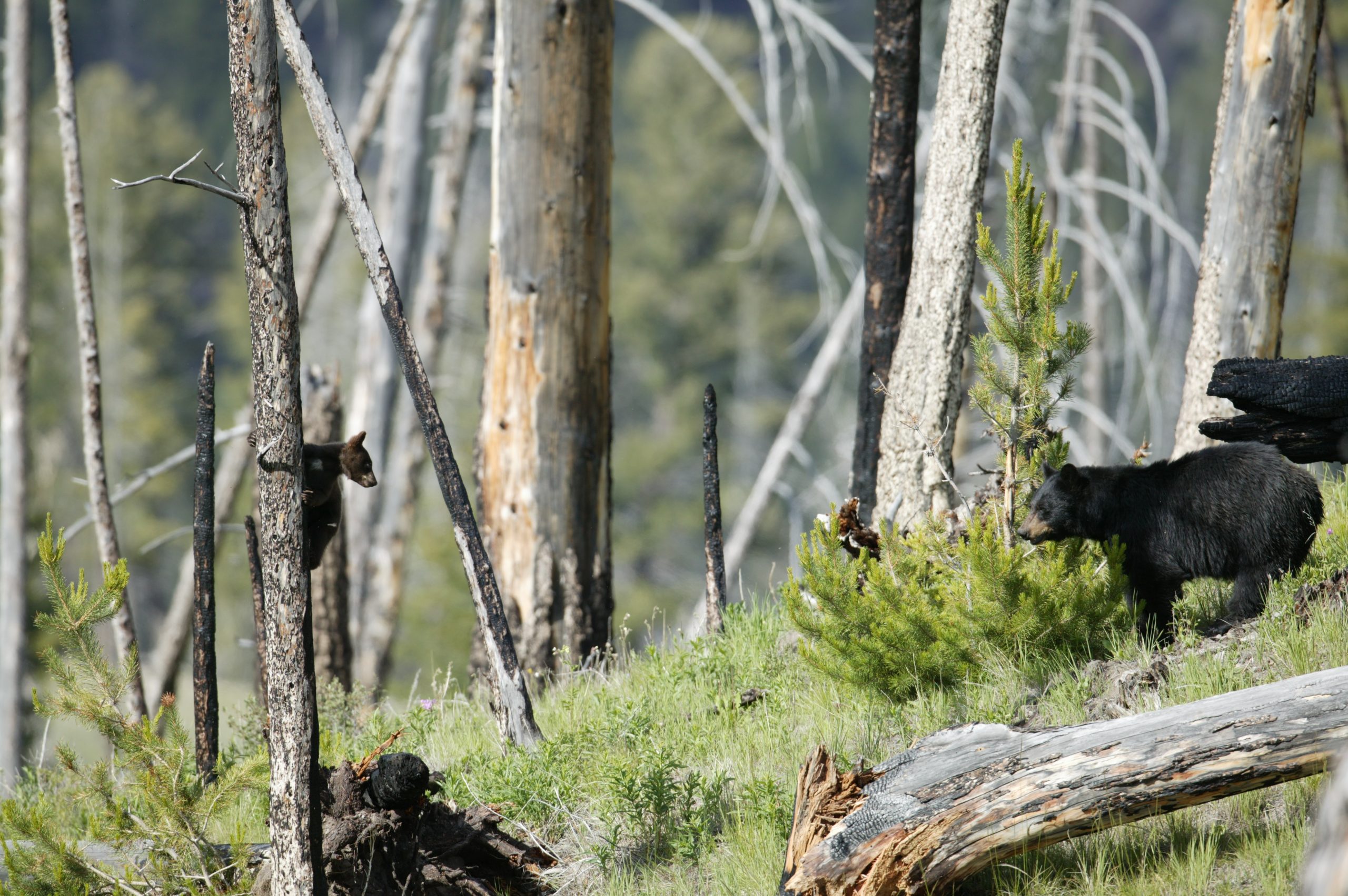 Home 11 915W5868 scaled