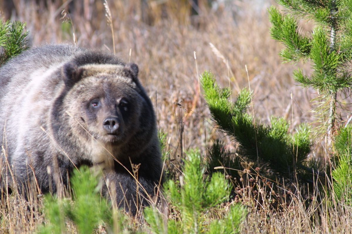 IMG 1992 e1634784802166