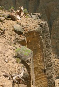 bighornfemalbaby cliff