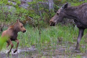 moose babby runing 1