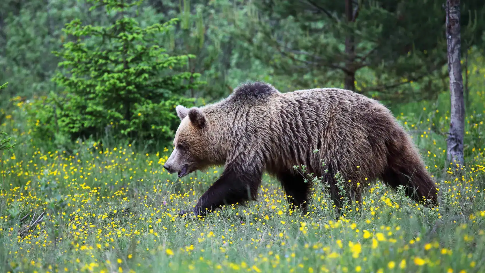 dd6bc5d6 acef 438b aee7 5b6b184b8616